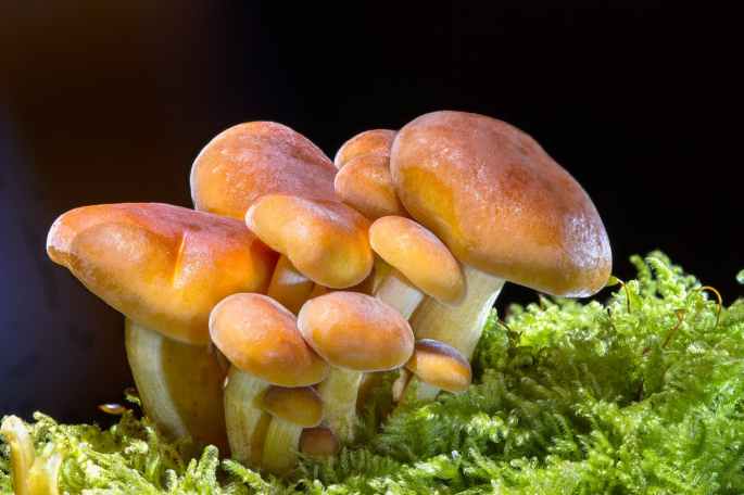 mushroom-wood-fungus-sponge-mini-mushroom-428618.jpeg
